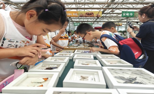 20.新東方研學(xué)學(xué)子參觀農(nóng)業(yè)總公司昆蟲標(biāo)本_副本.jpg 20.新東方研學(xué)學(xué)子參觀農(nóng)業(yè)總公司昆蟲標(biāo)本_副本.jpg